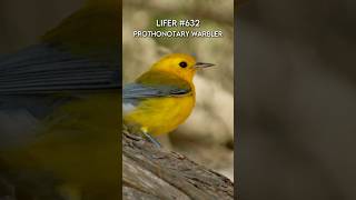 Chasing the Prothonotary Warbler #birds #wildlife #birding #rarebirds #birdinghotspots