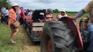 Cherry Picking in Canada, fun with nature. (চলুন চেরি পিকিং এ যাই )