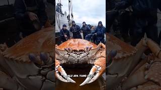 Fakta Kepiting Alaska #shorts #short #fakta #trending #kepiting