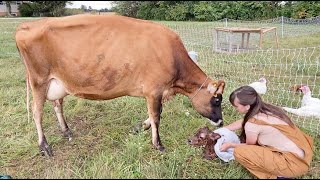 Our First Milk Cow; Calving; Milking