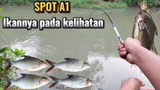 SEMPAT DIKIRA IKAN GAK MAU MAKAN, TERNYATA STRIKE GEDE-GEDE.. #mancing #mancingtawes