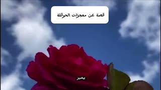 قصة عن معجزات الحوقلة