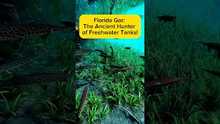 Florida Gar: The Ancient Hunter of Freshwater Tanks! AquaVerse #floridagar #aligatorgar #shorts