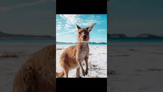 Esperance,Western Australia Travel:Frenchman Peak/Lucky Bay/Pink Lake/Woody Island