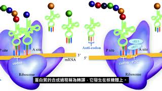 分子生物學課程簡介