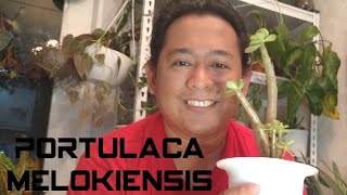 Tamang pag aalaga ng Portulaca molokiensis