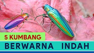 5 Kumbang Berwarna Indah