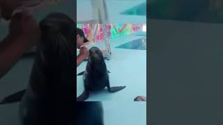 🐋"Seal-iously Funny: Adorable Seal Antics!"😂#seals #cuteanimals