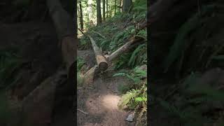 Mt Rainier National Park  - Old Mine Trail