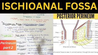 Perineum -2 | Ischioanal Fossa/Ishiorectal Fossa & Posterior Pernieum