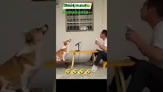 biti pa Ang aso magaling magaling kumanta #dog #funny #duet #pets #doglover