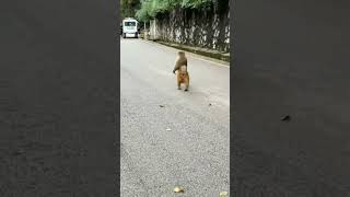 hahaha funny monkey walking like humans..😆🤣😂 #funny #animals #shorts #trending