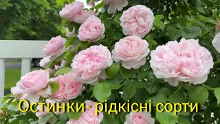 Рідкісні сорти троянд Девіда Остина: Сент Свізан, Шефердес, Джентл Герміон