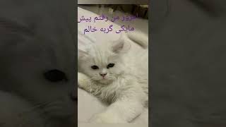 مایکی کوچولو . گربه سفید     #گربه #گربه_سفید #cat #cats