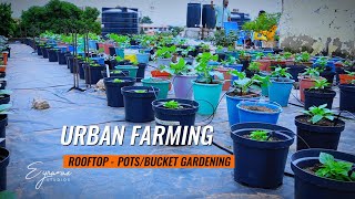 ROOFTOP GARDENING: Cultivating Fresh Vegetables in Pots to Foster Urban Farming & Sustainable Living