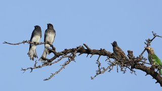 Discovering the Wonders of Nature: White-bellied drongo joyful singing & other Birds#relaxingvideo