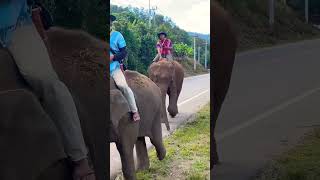 Elephants on the street, Thailand