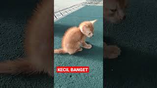 KECIL BANGET #shorts #kucing #kucingimut #kucinglucu #kucingkampung #cats #viral #istanalokajaya