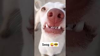 CHECK THIS 😎#animals #trending #viral #shorts