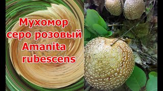 Мухомор серо розовый Amanita rubescens Часть 3 Химический состав Лечебные свойства