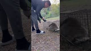 Raccoon trapping and relocating 🦝 #foryou #adventure #fyp #love #release #catch #viral #share #love