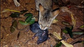 CAT vs RAT