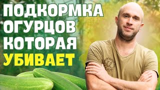 Огурцы. Зола - польза или вред?