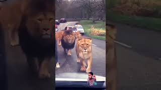 #automobile #tiger #wildlife #v#animals #bulllovers #lion #shorts #viral