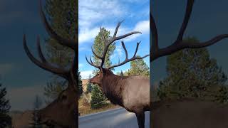 VERY CLOSE Encounter with Massive Bull Elk in Colorado