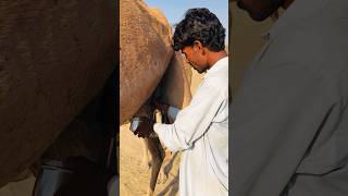 Camel milking #shorts