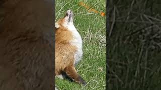 Red fox in Prealps / Renard roux dans les Préalpes #wildlife #suisse #nature #fox #renard