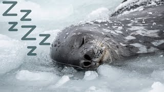 Antarctica seal sleeping on ice sheet | relaxation - ambience - background