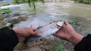 CUSCO_Pescando truchas en rio, probando los señuelos WATERBOY, muy buenos recomendados 100%.