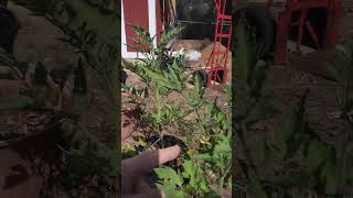 tomato plant flowers