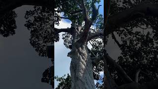 biggest Yang na yai tree in Thailand