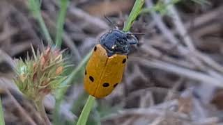 INSEKTI U PRIRODI-ŽUTI KUKAC SA ŠEST CRNIH TOČKICA VISI NA ZELENOJ TRAVICI I NEŠTO MUDRUJE U PRIRODI