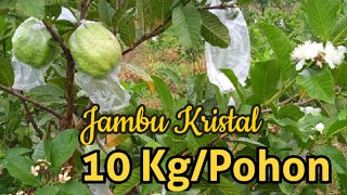 Review Kebun Jambu Kristal Sebelum Panen