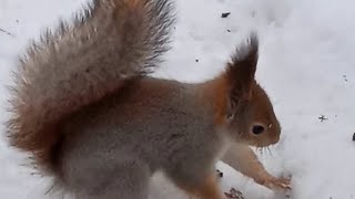 Очень запасливый бельчонок ❄⛄😋🌰🐿❤🤗🌲🌳#белка #белочка #лесныежители #бельчонок #squirrel