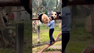 Panda🦝🦝🦝#panda #pandagamuggulu  #pandas #pandagang #youtubeshorts #lovestatus #funnyshorts