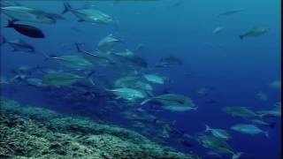 Amazing Night Time in the Reefs of Sulawesi