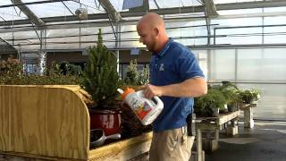 Potting up your evergreens