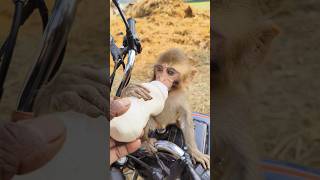 Baby monkey drinking milk 🍼🐵#bandar #monkeyvideo #monkey 0719