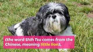 Shih Tzu a very warm and lovable dog.