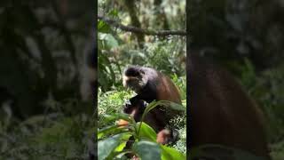 Endangered Golden Monkeys play in Uganda’s Mgahinga Gorilla National Park