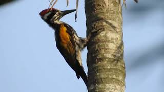 White Naped Woodpecker