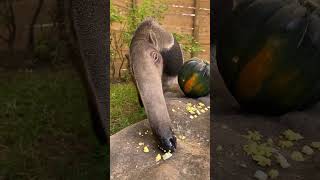 Anteater's Epic Pumpkin Feast: A Tongue-Twisting Delight #anteater #cuteanteater #anteaterslife