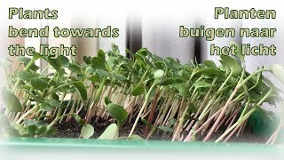 Timelapse planten buigen naar het licht - celstrekking - plants bend towards the light