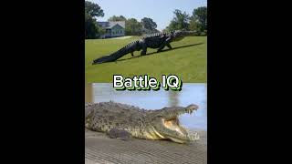 American Alligator vs American Crocodile #americanalligator #americancrocodile