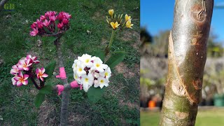 Multiple color plumeria flower grafting on one plant | Plumeria grafting or champa grafting