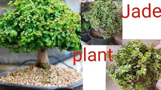 How to make jade plant Topiary Ball shape //jade plant round shape simpel and easy way